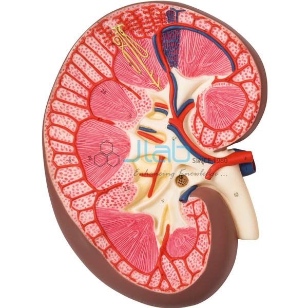 Human Kidney Section