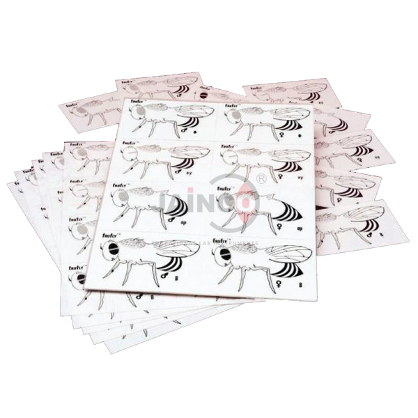 Fruit fly Genetics Kit