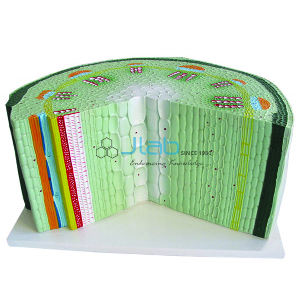 Dicotyledon Stem Model