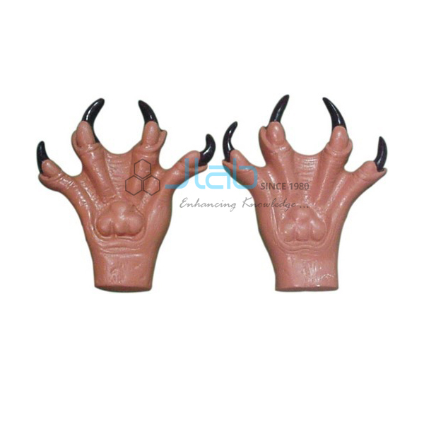 Model of Anterior Foot of Cat