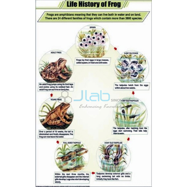 Life History of Frog Chart