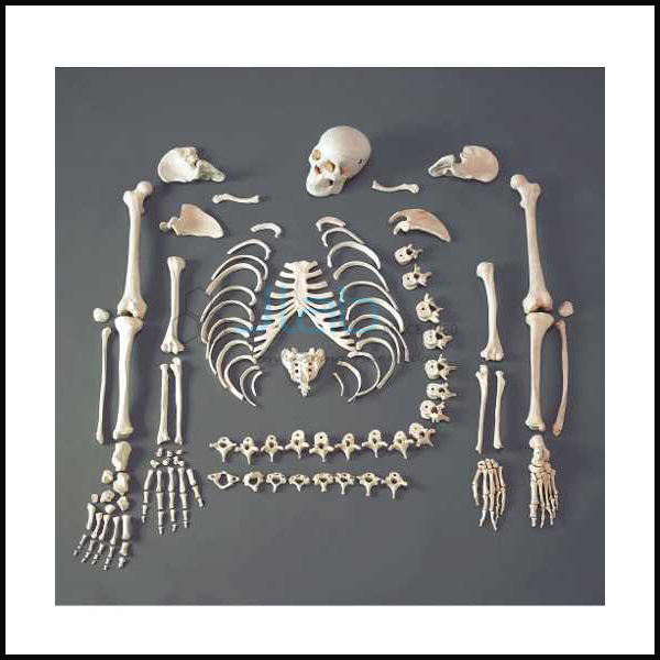 Disarticulated Human Skeleton 200 Bones