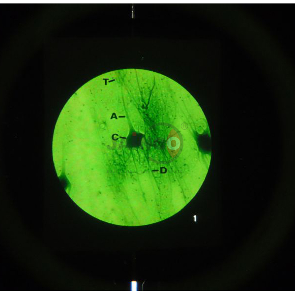 Nerve and Muscle Action Microslide