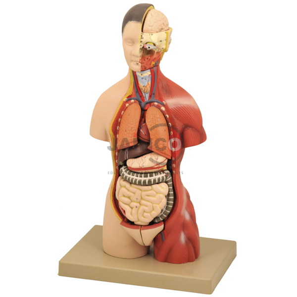 Torso Half Size Model