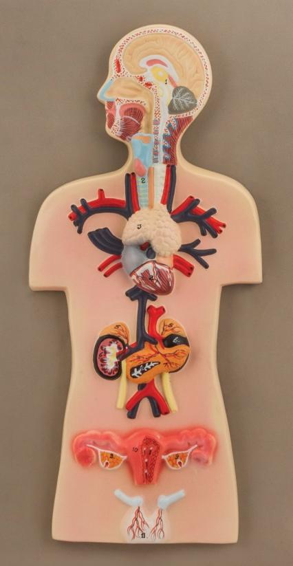Human Endocrine System Model