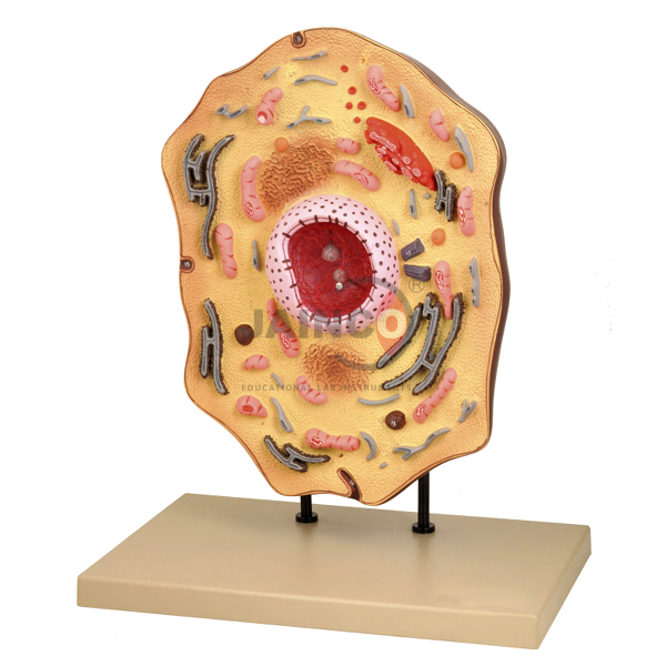 Animal Cell Model