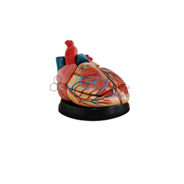 Jumbo Heart Model
