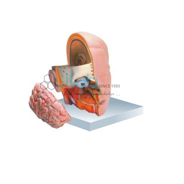 Human Head with Brain