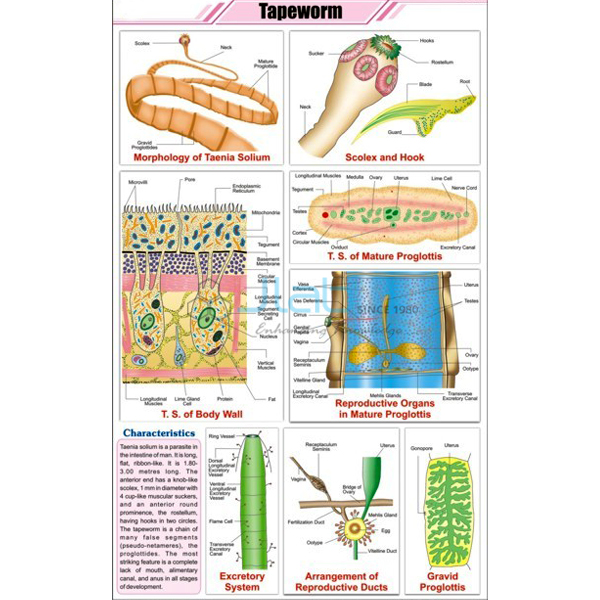 Tapeworm Chart