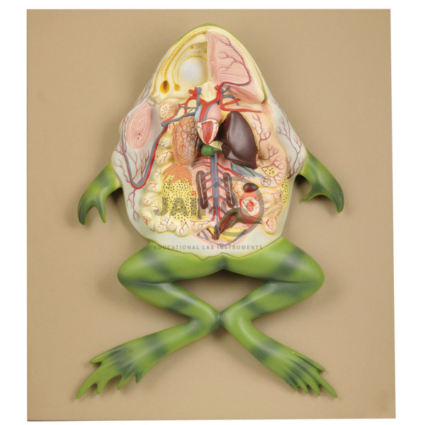 Frog Dissection Model