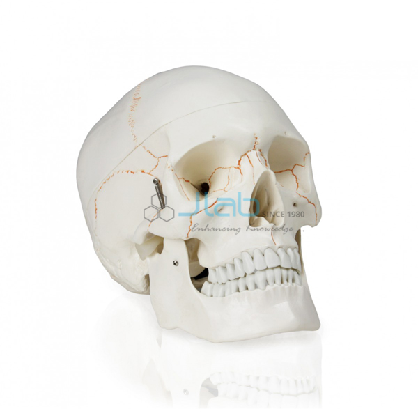 Skull With Blood Vessels