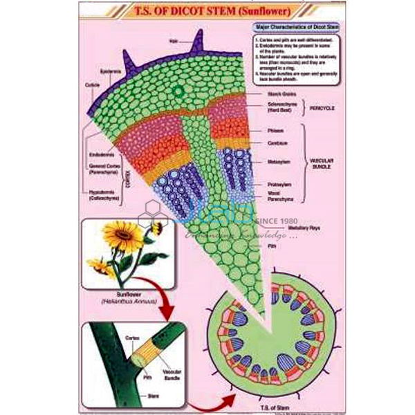 T.S. Dicot Stem Chart