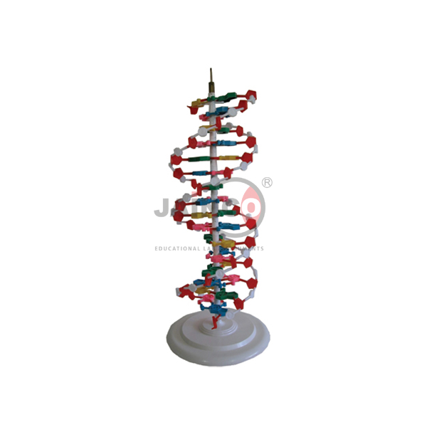 Human DNA Structure Model