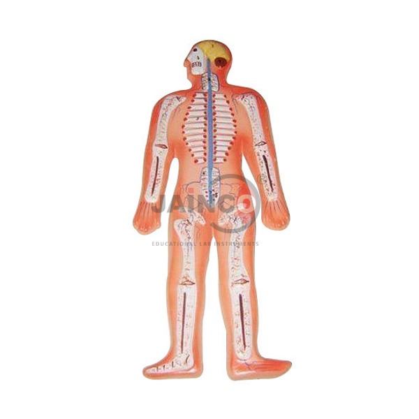 Human Nervous System Model