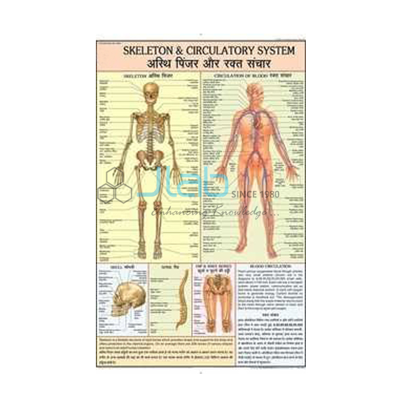 Skeleton and Circulatory System Chart