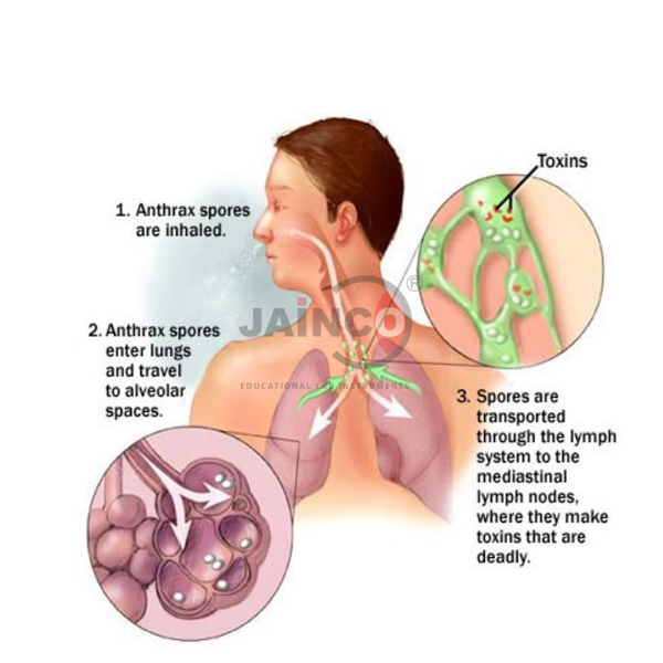Bacillus Species Anthrax Model