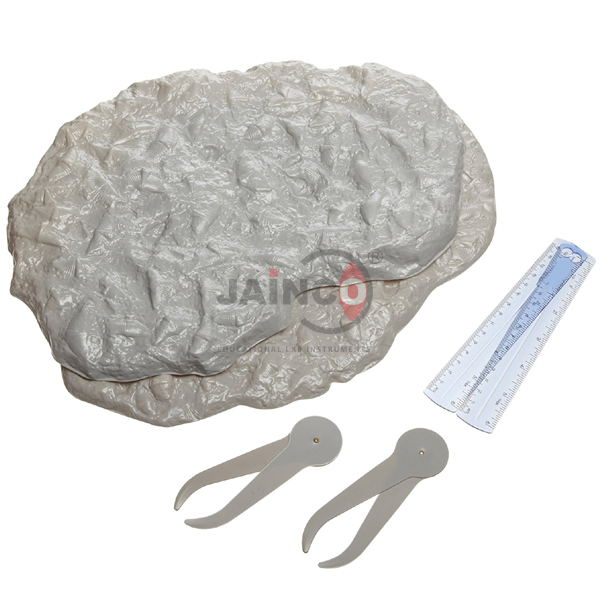 Variation and Evolution Fossil