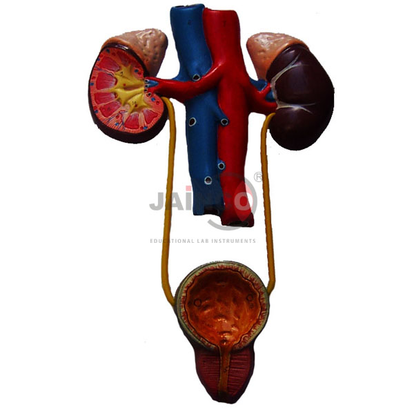 Human Excretory System Model