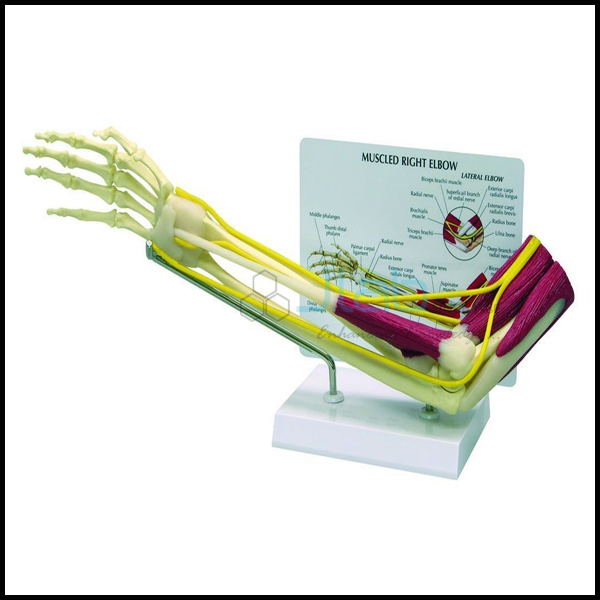 Functional Elbow Joint Life Size