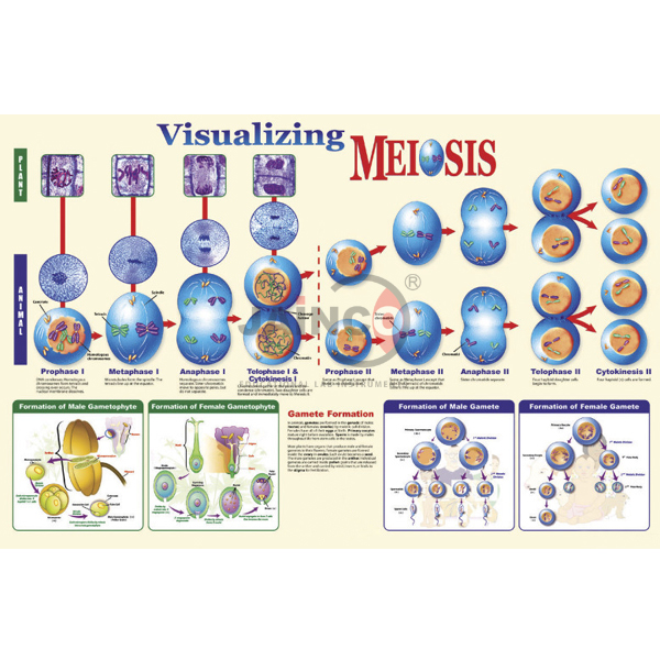 Visualising Meiosis Poster