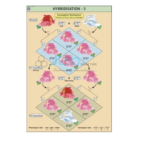 Hybridisation - 3