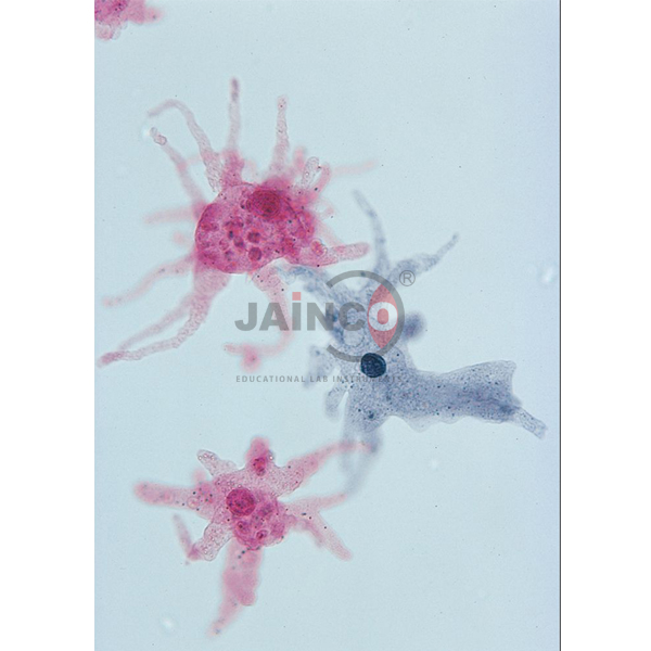 Amoeba Prepared Slide