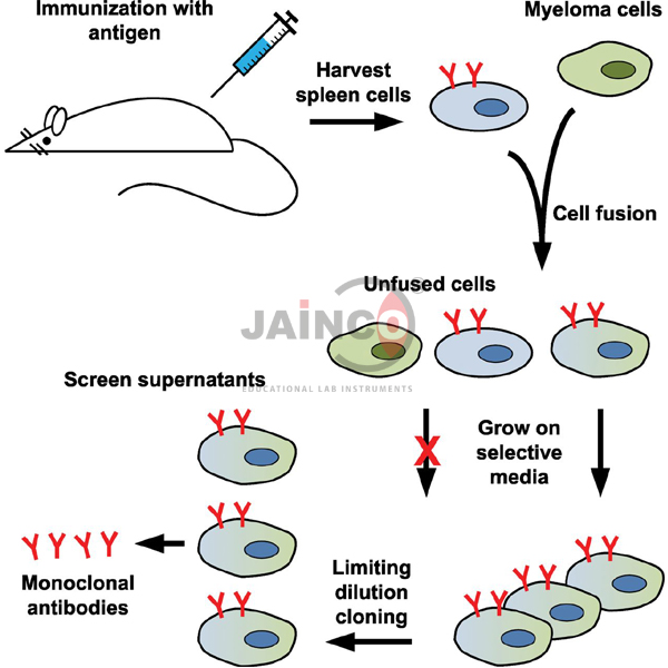 Generation of Antibody Diversity Model