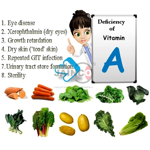 Vitamin A Deficiency Model