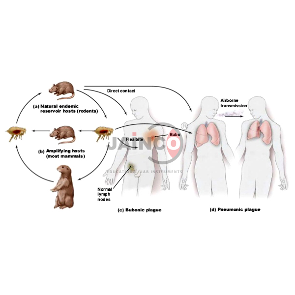 Epidemiology and Pathogenesis of Plague Model
