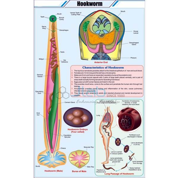 Hookworm Chart