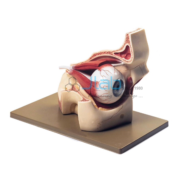 Eye with Orbit Model