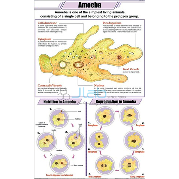 Amoeba Chart