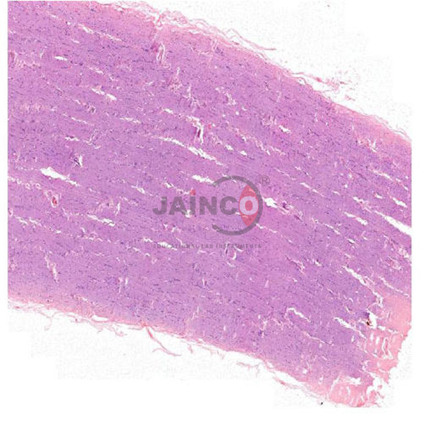 Histology Artery Prepared Slide
