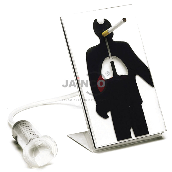 Effects of Smoking Model