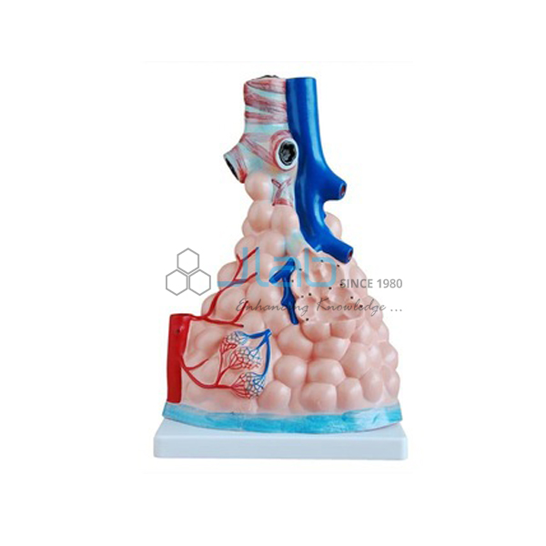 Magnified Pulmonary Alveoli Model