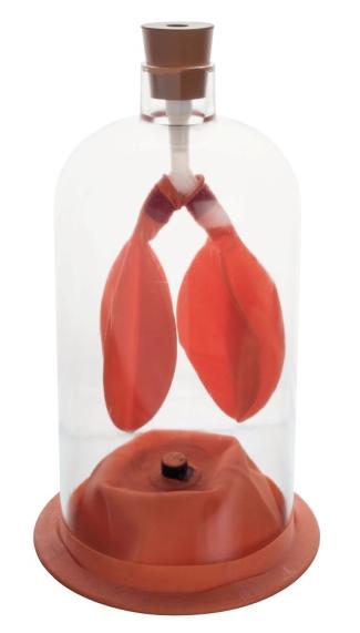 Lung Demonstration Model