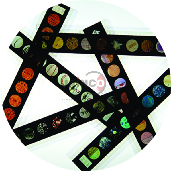 Harmful Bacteria Microslide