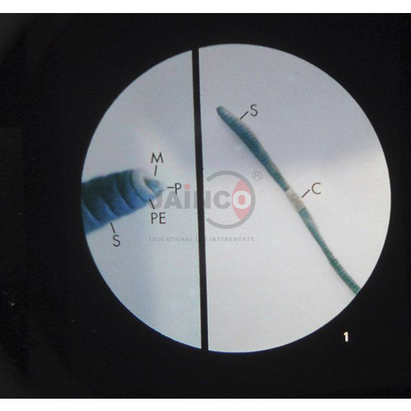 The Earthworm Microslide
