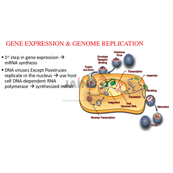 Bacterial Genome An Replication Model