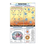 Nuclear Fusion