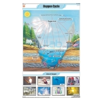 Oxygen cycle