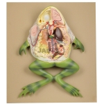 Frog Dissection Model