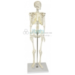 Half Size Human Skeleton 84cm